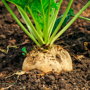 Форсунки для свёклы