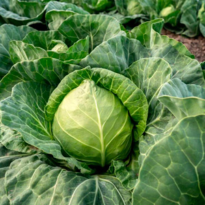 Форсунки для капусты