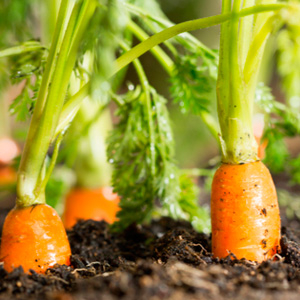 Форсунки для моркови