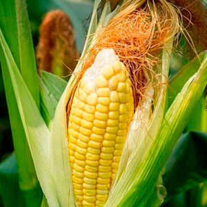 Форсунки для кукурузы