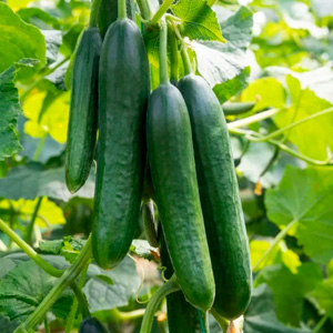 Форсунки для огурцов