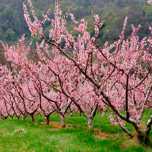 Форсунки для фруктовых садов