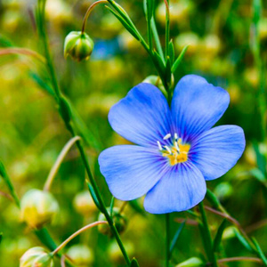 Форснунки для льна