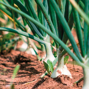 Форсунки для лука