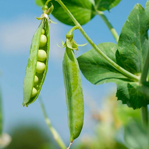 Форсунки для гороха