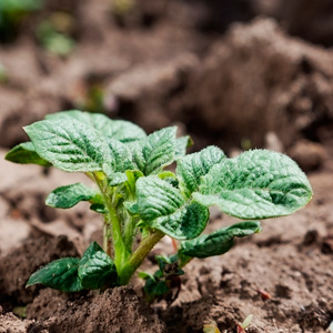 Форсунки для картофеля