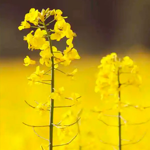 Форсунки для рапса