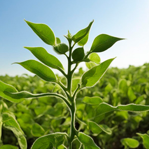 Форсунки для сои