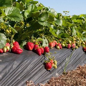 Форсунки для ягод и кустарников