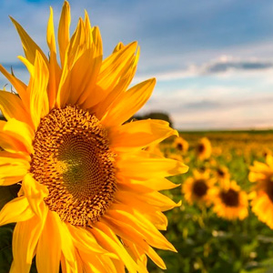 Форсунки для подсолнечника