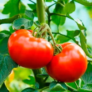 Форсунки для томатов