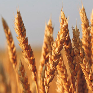 Форсунки для зерновых